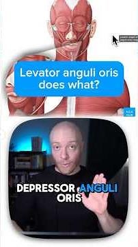 Functions of the levator anguli oris muscle