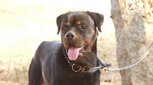Vue rapprochée de la face du Rottweiler noir attaché à une corde métallique