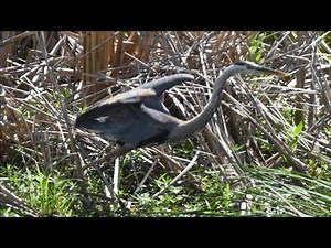 The Great Blue Heron often stands motionless as it scans for prey. Hidden in plain sight.