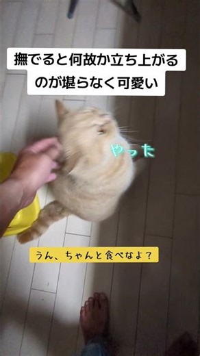 もぅ…何でも許しちゃうぞ【ブリティッシュショートヘア】
