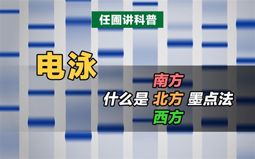 【任圃讲科普】什么是电泳？什么是南方、北方与西方墨点法？