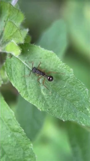 Tetramorium caespitum Insect 🐜 #shorts #viral