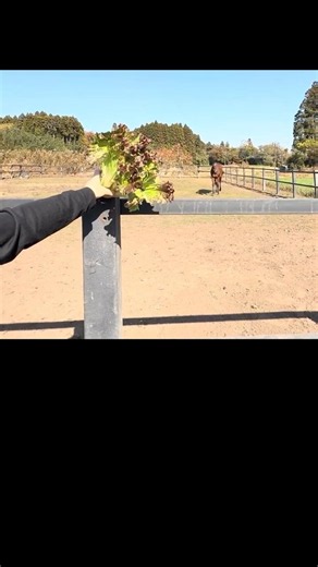 サニーレタス2/4 #引退馬 #horse #なみあし会 #lettuce #animals