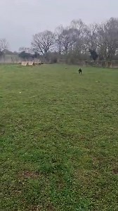 43K views · 241 reactions | CHARLES - Male Blue Dobermann, we...