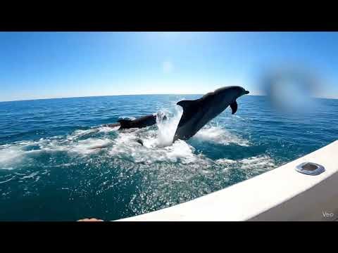 These Cute Dolphins TOTALLY Caught Us Off Guard!