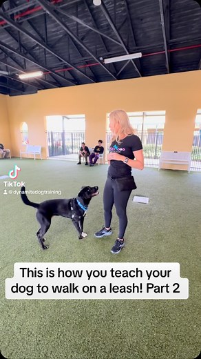 Lucky Dog Training Club on Reels