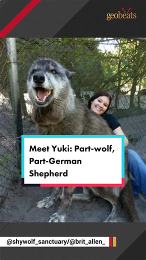 Meet Yuki: The Unique Part-Wolf, Part-German Shepherd Companion