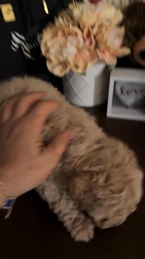 OMG 😍🥹 | Premium Mini Goldendoodles