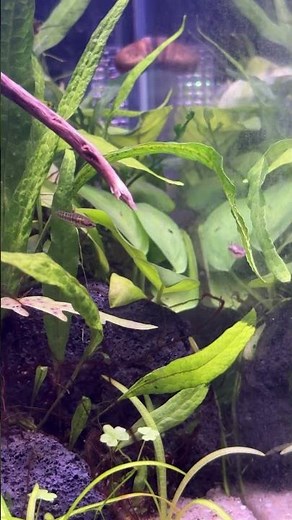 Least killifish-one of the smallest in the world! #aquarium #aquascape #fishroom #fishtank #fish