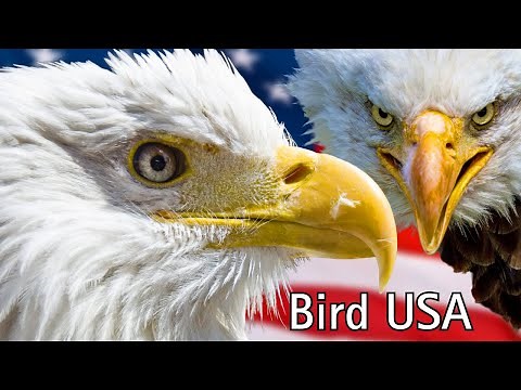 BIRDS OF USA - 30 The Most Beautiful Species You’ve Never Seen Before