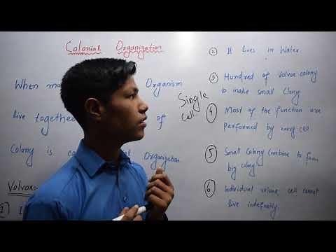What is Colonial Organization?