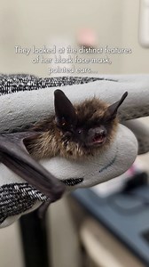 Right before TWC closed one evening, a unique bat was brought in after being found clinging to the same spot for days. Heather examined who she thought was a little brown bat, but something seemed different… The patient had dark fur around her face, like a mask, and long pointed ears. The wildlife rehabilitator hadn’t seen this species of bat in care before. She wondered what species this could be? After further investigation, Heather suspected she was looking at an Eastern small-footed bat - th