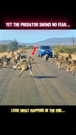 Alpha BABOON vs LEOPARD: A Fight for Survival #shorts #animals