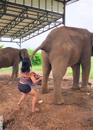 9.4K views · 94 reactions | Woman plays with elephant dung | Animal Lovers | Facebook
