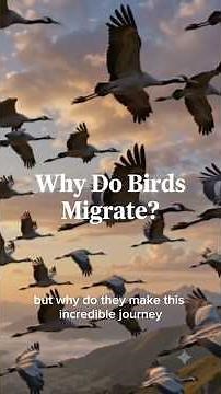 WHY DO BIRDS MIGRATE? The Incredible Journey Across Continents #birds #migration #documentary