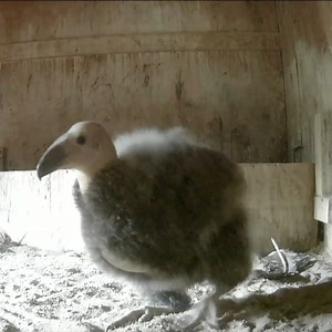 13 fluffy condor chicks are growing up strong at our conservation center—a new record! Eventually, they’ll be released into the wild to boost the population of this critically endangered species. | Oregon Zoo
