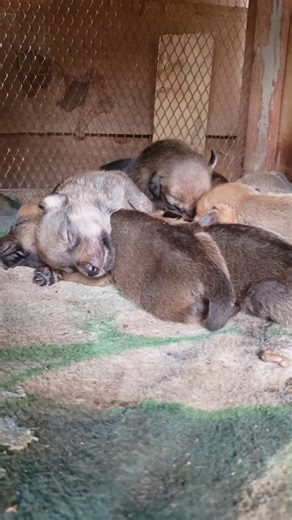 would you stayed for 15secs and press all the 4 buttons to help us feed hungry babies🐶🙏🙏#doglife