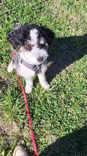 Learn Essential Commands in Our Basic Obedience Dog Training Class, Ruff Starters!