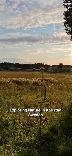 Exploring Nature in Karlstad, Sweden 🇸🇪 #europe #travel #sweden #shorts #shortvideo