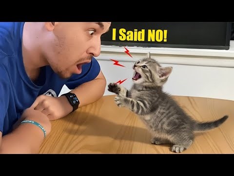 When Cats Start Talking Back To Their Owner Like Humans 😹🗣️