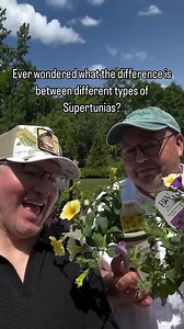 Watch and learn about our different Supertunia varieties, they'll add color to your garden and containers all summer long! Visit provenwinners.com | Proven Winners