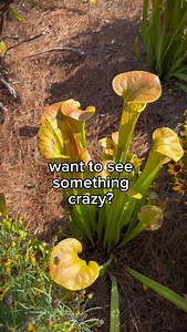 Never have I ever seen the inside of a pitcher plant before. 😮 SO cool! This variety is called ‘Copper Top’ from @waltersgardens — it’s native to North America, deer resistant and would make the coolest patio conversation plant. Would you grow this??? Footage from @waltersgardens display garden in Zeeland, Michigan. Thank you for inviting me up there — I had an absolute plant #pitcherplant #coolperennials #carnivorousplantsofinstagram #waltersgarden | Everyday Gardening Tips