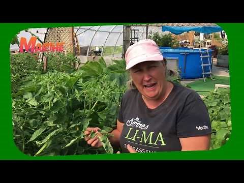 Comment avoir de beaux céleris? Et: l'arrosage! Capsule horticole no 14 Marthe Laverdière