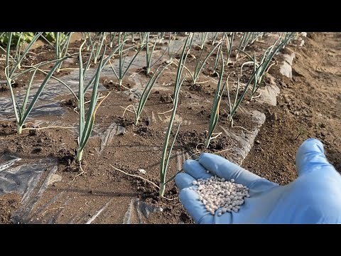 Onion cultivation [How to fertilize] Use different fertilizers depending on the variety and growt...