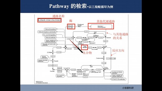第18课 KEGG通路绘制