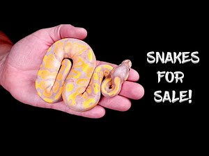 Ball Pythons for Sale! (Last Hatchlings of 2020!)