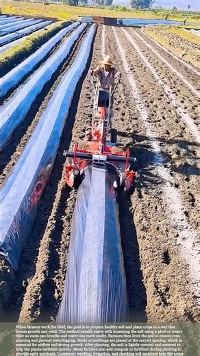 From Soil to Seed: The Everyday Farming Routine Behind Healthy Crops #farmingtips #farmwork