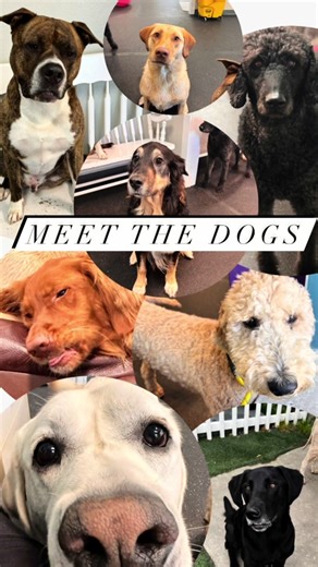 Exploring Our Dog Daycare: Meet the Playful Pups! 🐕🐾