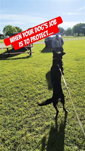 POV: Sending a Working Line GSD to Bite