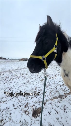 Nevím, kdo to potřebuje vědět, ale SIMA jednou řekla… Převedla jsem to do trošku koňovi světa. ❤️‍🩹 Nepotřebuješ ostatní, potřebuješ najít sebe! Jsi skvělý/á a máš na to. ❤️‍🩹 - je to úvod k písničce INTRO - SIMA #safeplace #fyp #foryou #horses #youcandoit