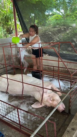 Low-Cost Pig Farm Setup That Beginners Can Copy! #PigFarmSetup #FarmTips #Viral