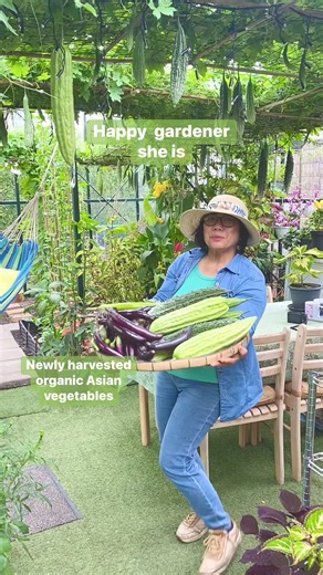 Freshly harvested organic bitter gourds and eggplants. #KungMayItinanimMayAanihin #pinoyreelsabroad #filipinosinthenetherlands #simplethingsthatmakeyouhappy #viewers #greenhousegardening #organicgardening #healthyfood #followers #nonfollowers #fbfr #highlights #everyone #organicvegetables #eggplants #bittergourd #ampalaya #bahaykuboveggies #happylife #healthylifestyle #healthylifestyle #healthyfood #goodvibes | Beatriz van Winden-Guzman