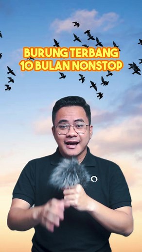 Amazing Facts About Common Swifts