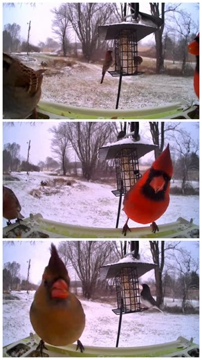 WildlifeKate on Instagram: "Snowy scenes and hungry birds on my MRyland @birdfy_by_netvue camera. I am getting to know all the common species that visit here…. I love being able to watch this feeder from my phone, here in the UK, as it happens live in Maryland!"