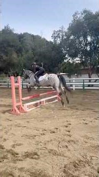 Hunter/Jumper Flat Work Basics Transfer to Over Fences
