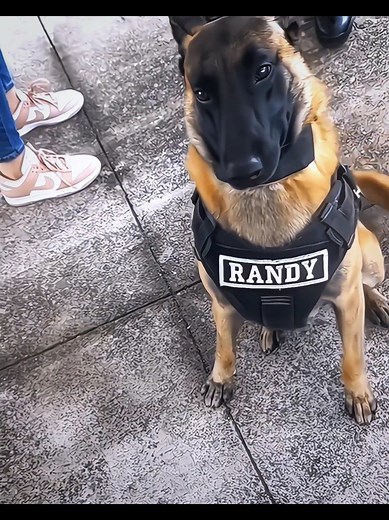 Bro is like 🤨 // Police Dog 🔥 . . . #police #dog #policedog #clips #humor #funnydogs #edits #Viral #fypシ #paratii #foryou #foryoupage #CapCut #alightmotion