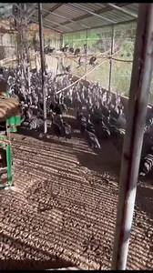 28K views · 1.2K reactions | caldaretang benggala mga soy | Lota Catacutan Official | Facebook