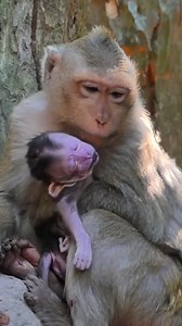 Final Care: The Heartbreaking Story of a Young Monkey Mom | Monkey Soo
