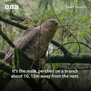 155K views · 3.1K reactions | A Honey Buzzard in all its glory #IolosValleys #iPlayer | BBC Cymru Wales | Facebook