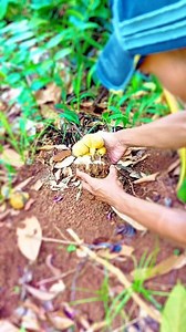 5.7K views · 71 reactions | Sulit dip3rcaya !!! Nemu jamur hutan langka,isinya sungguh meng3jutk4n #reel #trending #mistis | Adhara Dalva Kanaya | Facebook