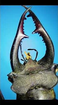 Stag Beetle