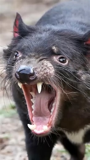 Did you know Tasmanian devils make one of the most terrifying sounds in the animal kingdom? 😱🔊 Their bone-chilling screeches, growls, and screams once made early settlers believe demons haunted the night! These fierce marsupials use their eerie calls to scare rivals and defend food — not for hunting, but for dominance. Hear the wild side of Australia’s most misunderstood creature! #TasmanianDevil #AnimalSounds #WeirdNature #WildlifeFacts #AustraliaAnimals #DidYouKnow #NatureIsMetal | Creaticle