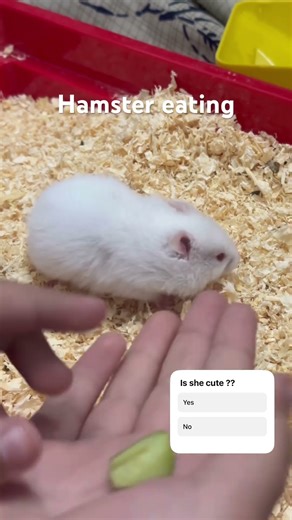 She is eating cucumber, sooo cute she is , my cute hamsters