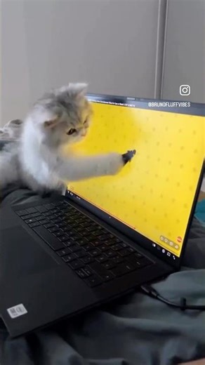 CAT PLAYING WITH RAT🐀🐱#brunofluffvibes #shorts #viralvideo #viral #cat #cute