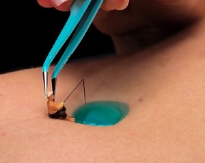 6.8K views · 16 reactions | Green Bean on Reels | Facebook