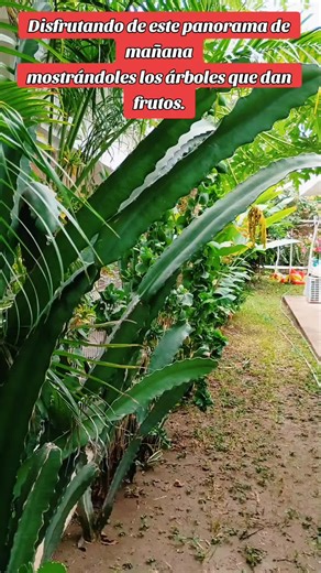 Mostrando el panorama mañanero del jardín. Un tanto nublado. #mijardin #publicando #arbolesfrutales